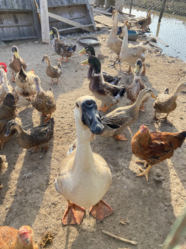 狮头鹅 中国传统名贵家禽的瑰宝