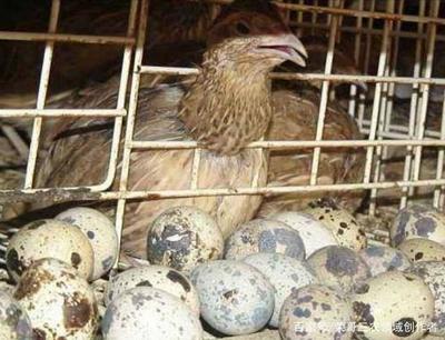 想靠养殖快速致富？这几个高利润家禽养殖项目值得关注