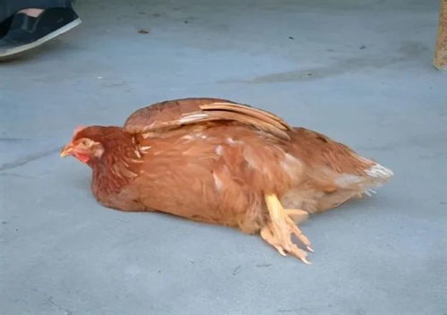 家禽免疫力低下的原因及症状表现 养殖管理的关键洞察