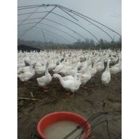 肉鹅全产业链解析 从养殖技术、孵化基地到市场回收