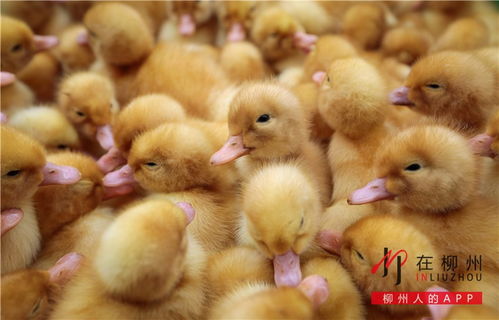 嘎嘎嘎 小小爱心鸭苗 大增脱贫信心 家禽养殖