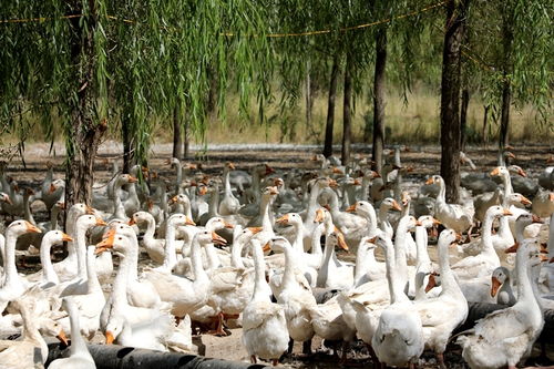 鹅鹅鹅 甘肃临泽唱响致富向天歌
