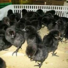 沭阳县顺明家禽养殖场 专业化养殖，打造健康美味家禽产品