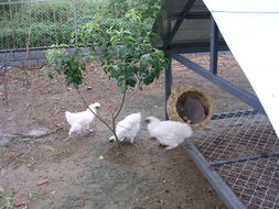 家禽园写真 养殖乐园，阳台种菜新境界