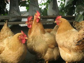 中药生物技术引领家禽养殖新革命 从李毓芳的惊奇发现到动物营养胶的应用