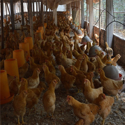 黄金鸡 重庆土鸡养殖的瑰宝与家禽养殖新选择