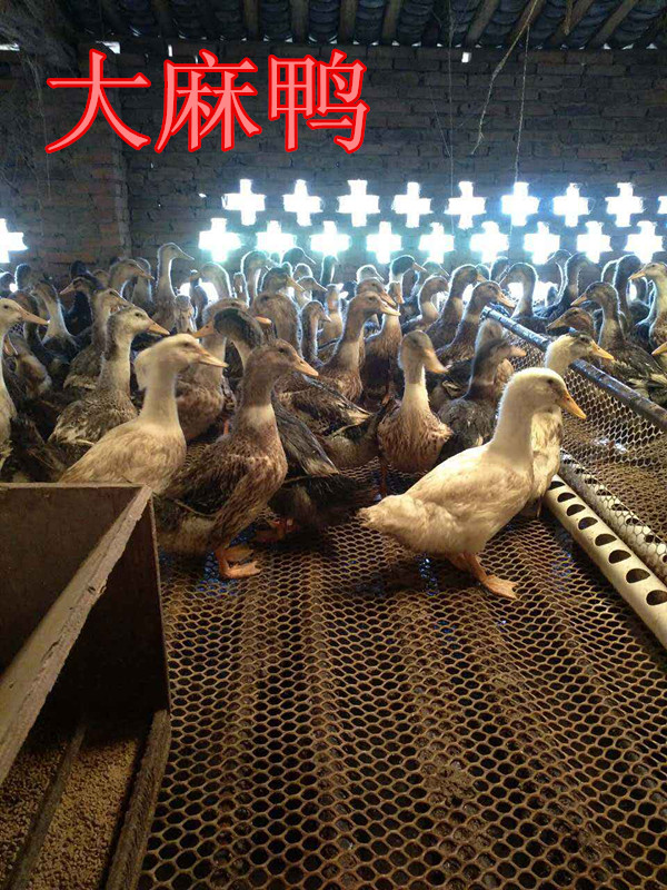 广汉中力家禽养殖有限责任公司 专注品质，打造值得信赖的家禽养殖品牌