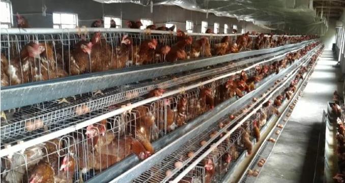 吉林家禽养殖业 规模登顶历史最高峰 构筑畜牧强省新篇章