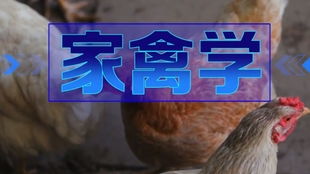 家禽外貌部位识别与年龄鉴别实用指南