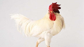 小鸡动物世界特写摄影与家禽养殖指南