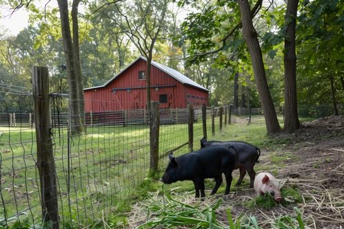 家禽家畜猪养殖业前景与图片摄影资源