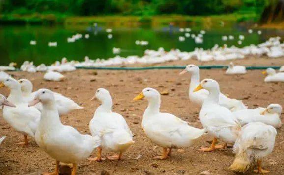 脱贫攻坚，家禽养殖助力乡村振兴