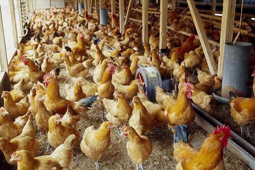 鸡粪作肥的兴衰 从传统农肥到生态隐患