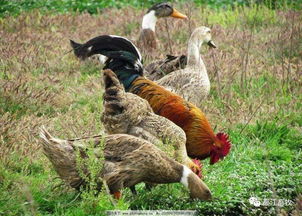 应对猪肉供应短缺 家禽养殖的机遇与挑战