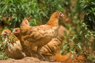 厦门“鸡”情四射 从餐桌喜好到产业发展的双赢之路