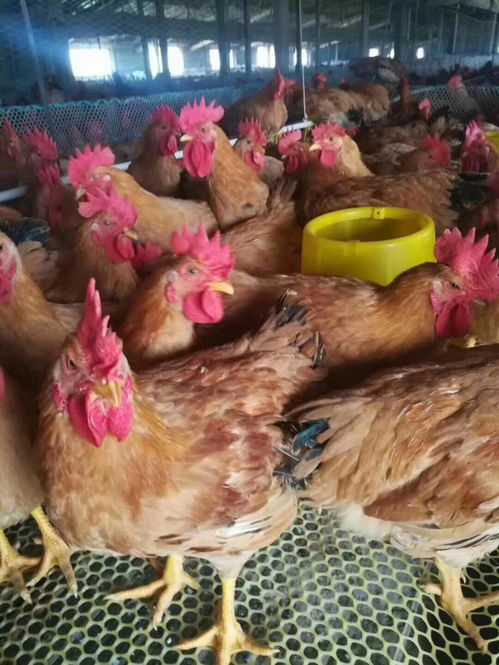 良凤花鸡苗 南宁正宗黑鸡苗、麻花鸡苗的养殖选择与市场行情