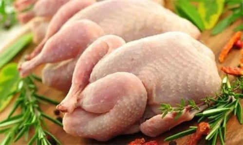 2019年广东省家禽生产实现“三高”发展，养殖业迈上新台阶