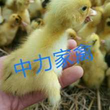 四川家禽生态养殖之道 融合传统与创新，成就可持续畜牧业