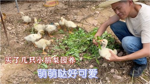 百元买鹅放梨园，不费粮又护园，多养能赚钱吗？家禽养殖前景分析