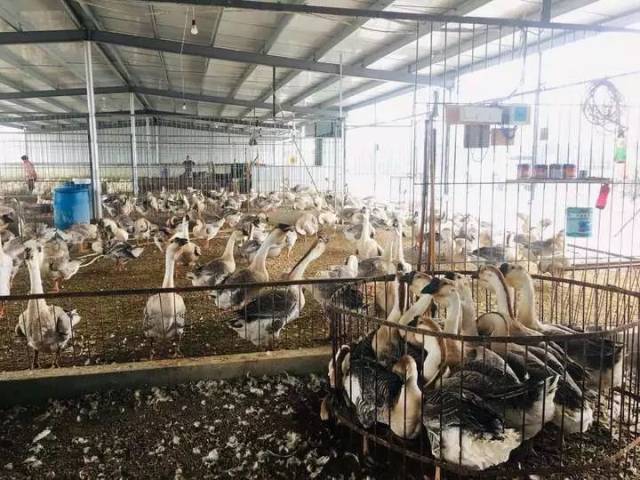 鮀城在行动 大白鹅集中圈养，鹅毛不再大‘雪’——金平鮀莲街道赖厝社区家禽集散中心助力乡村振兴